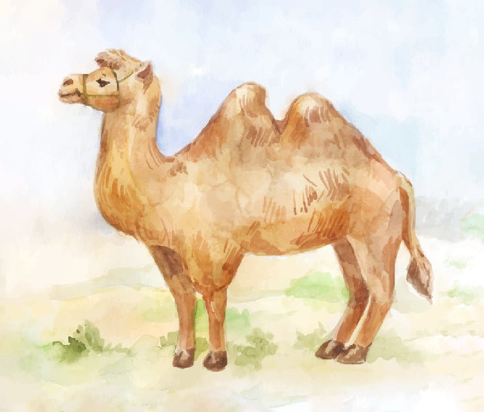 Alice the camel