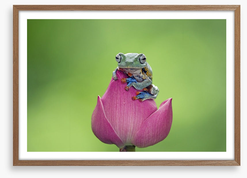Reptiles / Amphibian