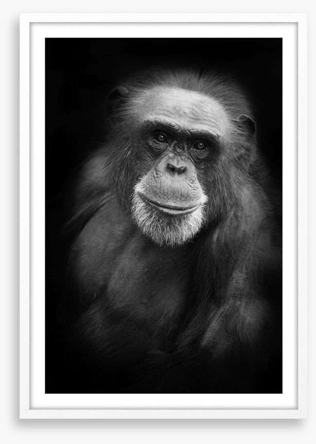 Cheery chimp