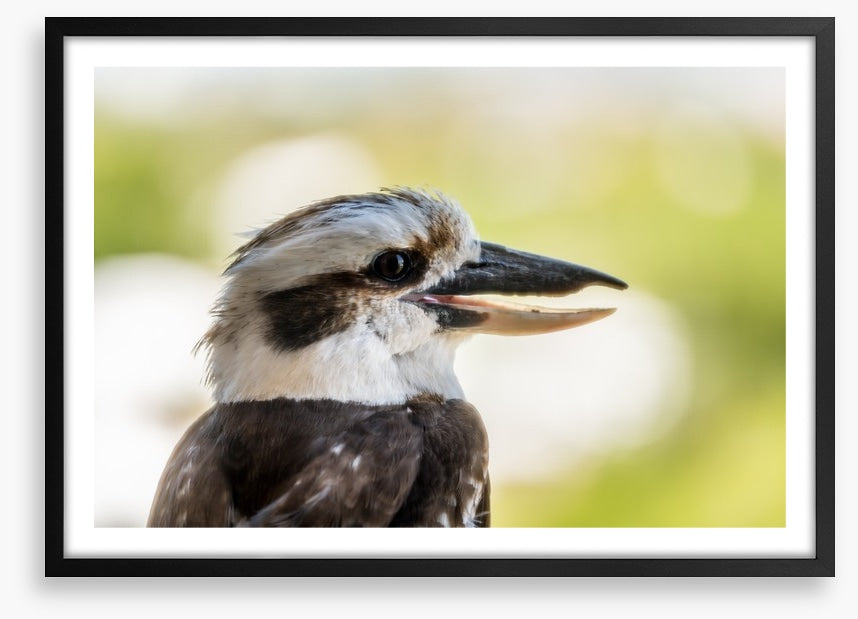 Laughing kooka