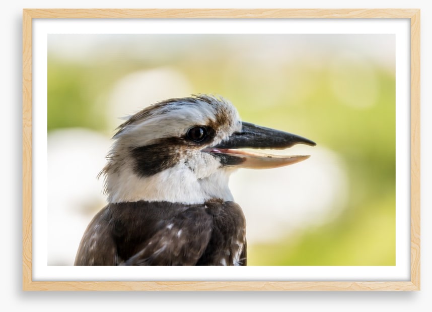 Laughing kooka