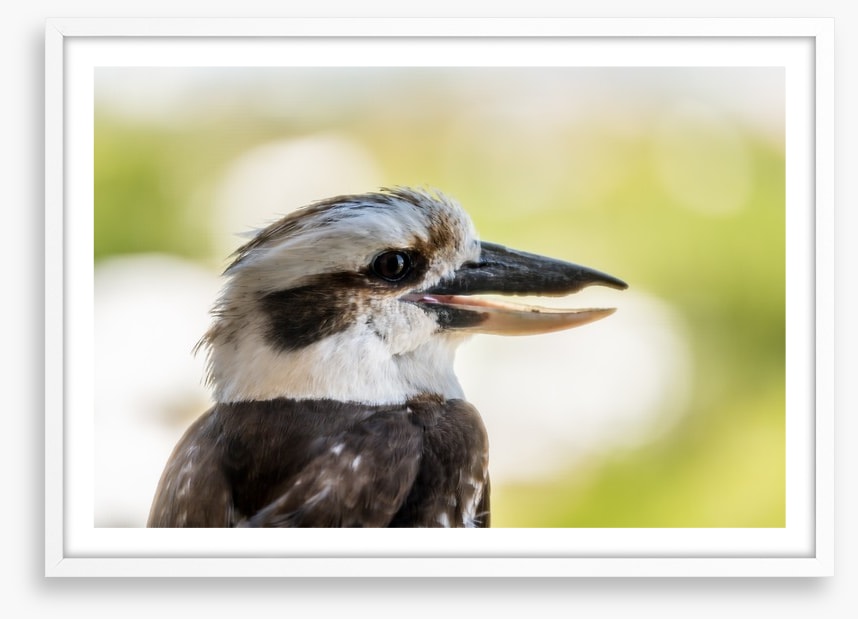 Laughing kooka