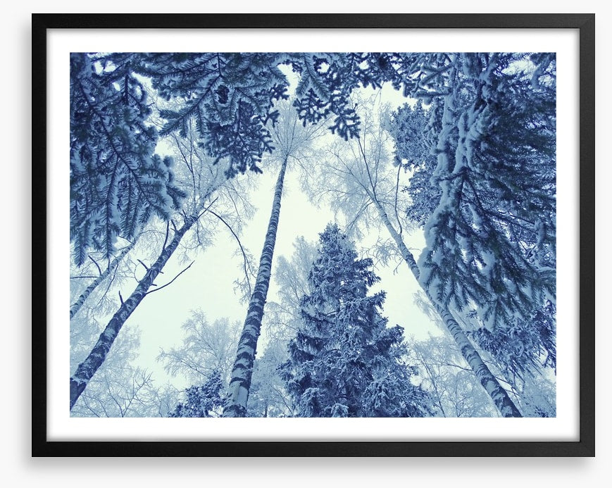 Forests