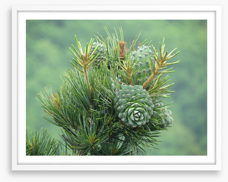 Budding pine cones