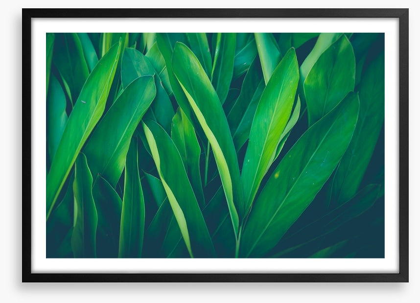 Lush leaves 4