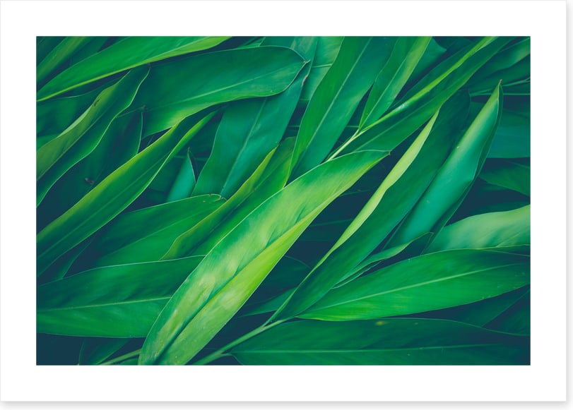 Lush leaves 3