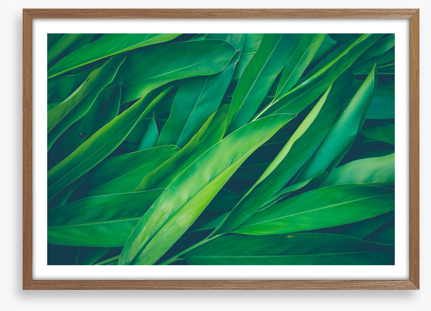 Lush leaves 3