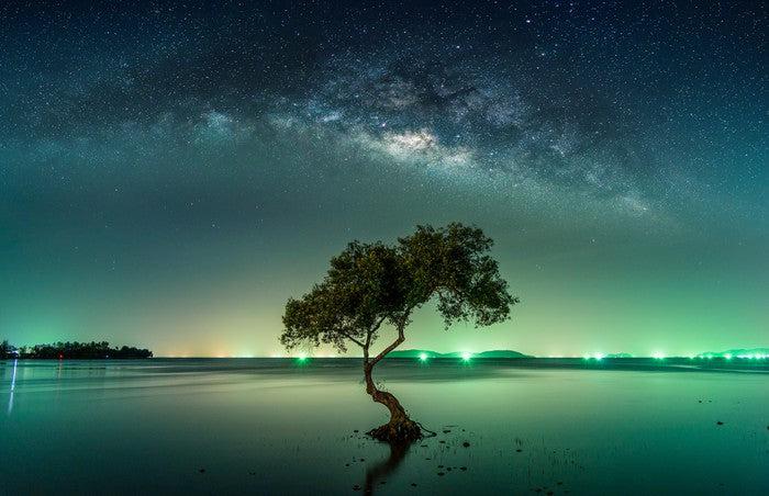 Milky Way mangrove