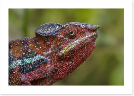 Reptiles / Amphibian