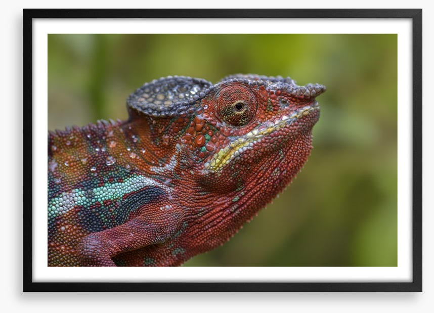 Reptiles / Amphibian