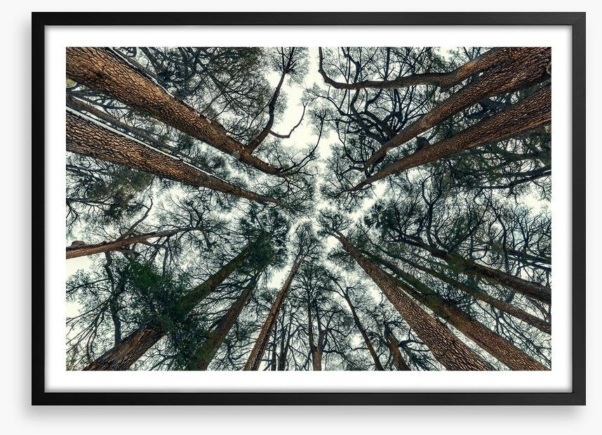 Cedar sky