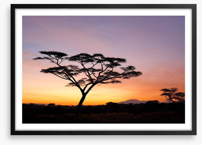Beyond the acacia