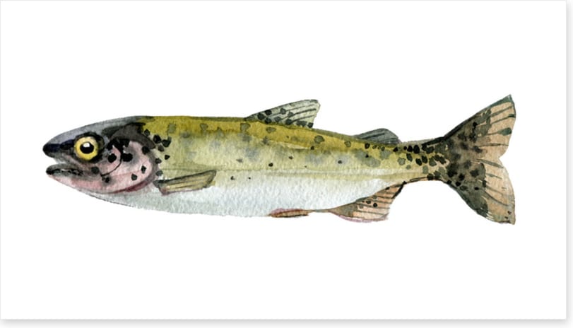 Old trout