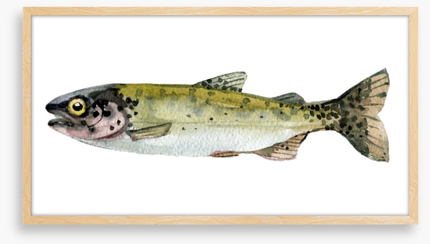Old trout