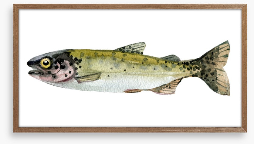 Old trout