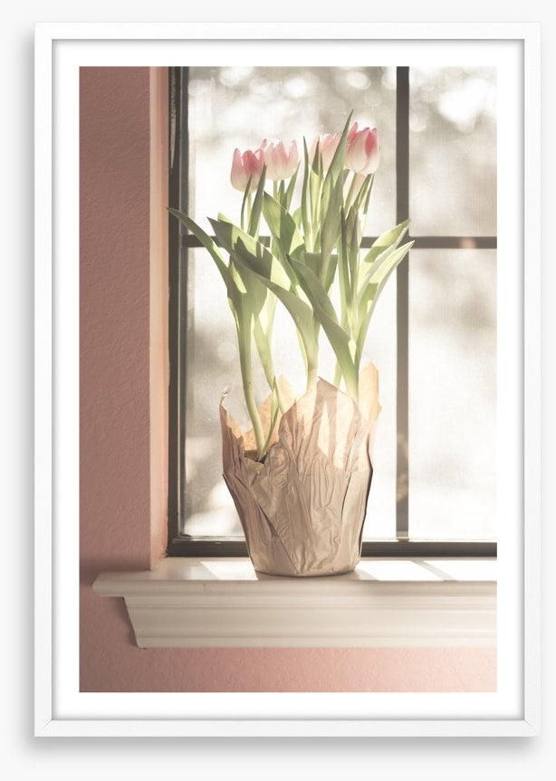Translucent tulips