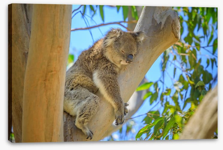 Time for a nap
