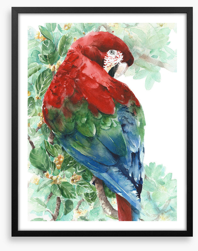 Tropical macaw