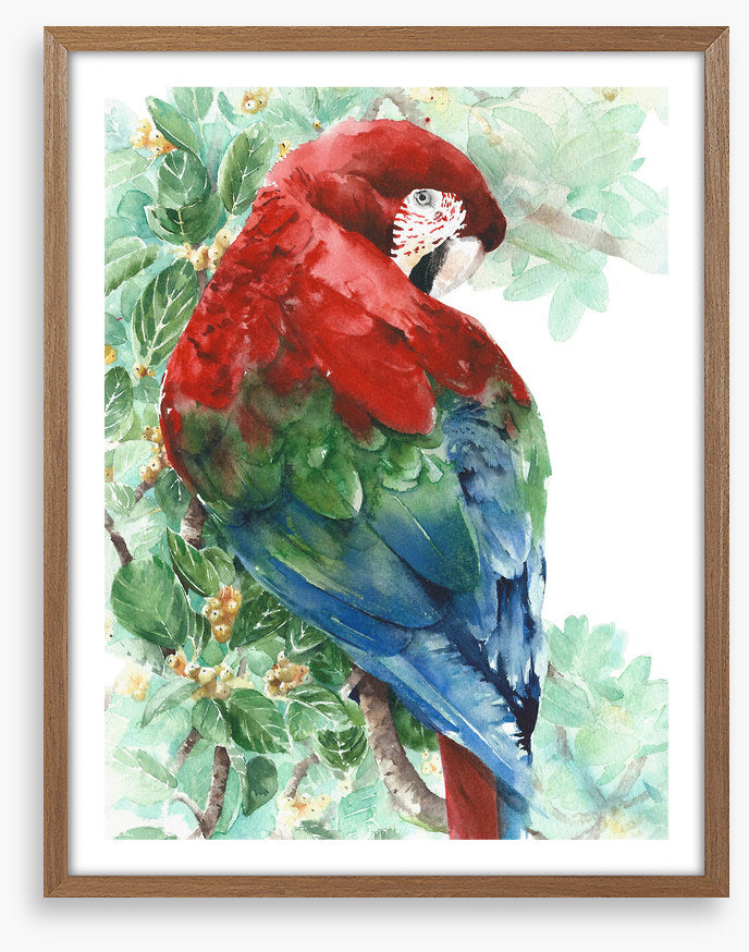Tropical macaw