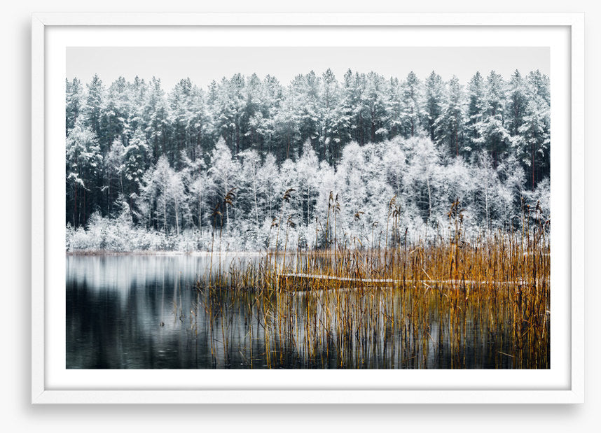 Frosty forest lake