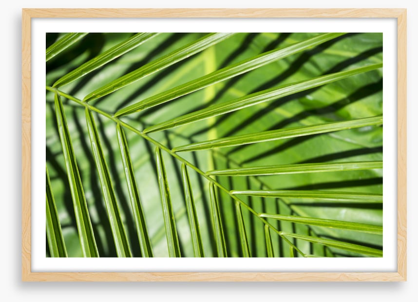 Leaves