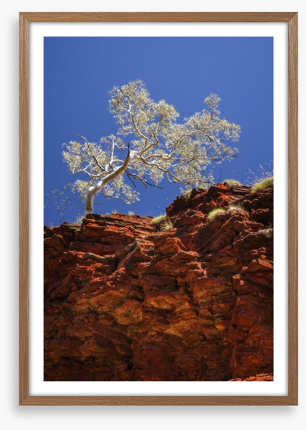Ghost gum cliff