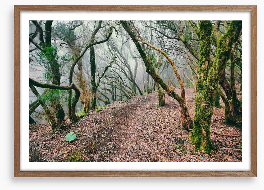 Forests