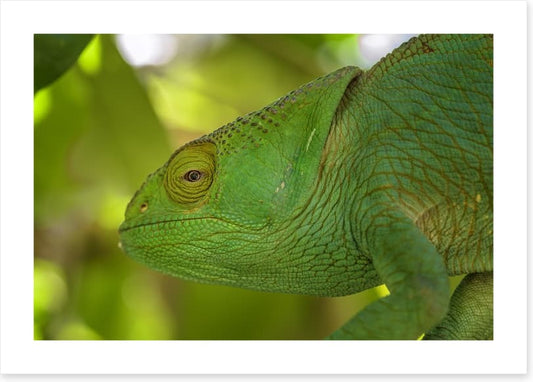 Reptiles / Amphibian