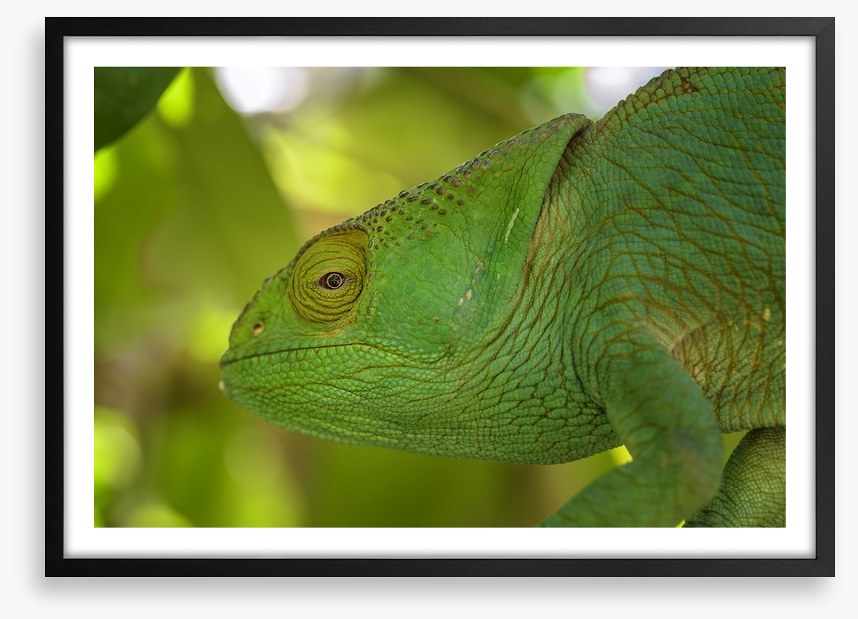 Reptiles / Amphibian