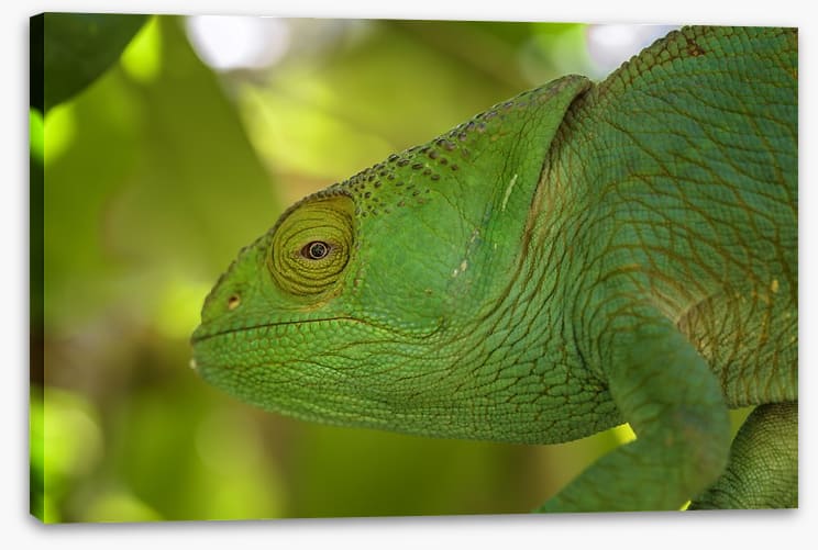 Reptiles / Amphibian