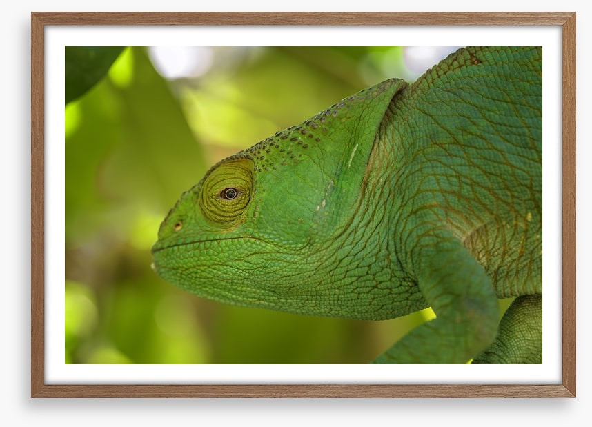 Reptiles / Amphibian