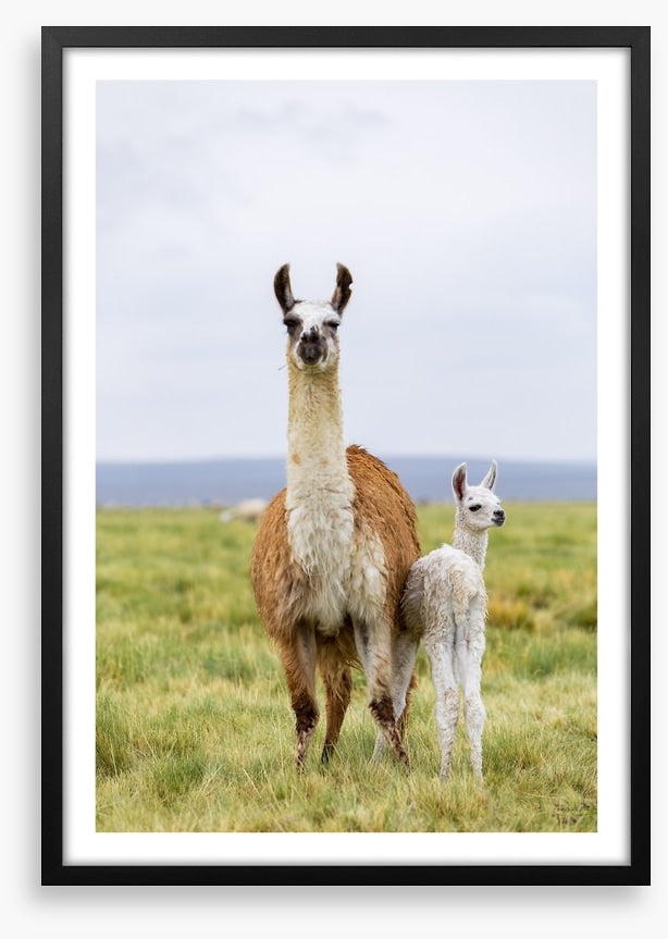 Wrong way little llama