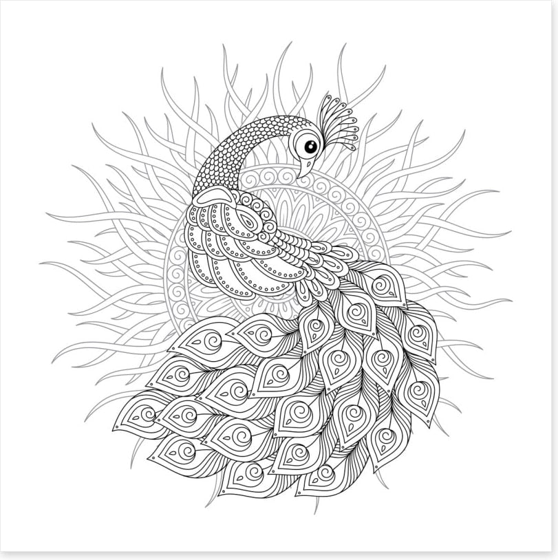 Colour me peacock sun