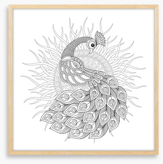 Colour me peacock sun