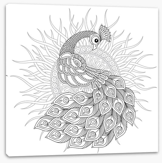 Colour me peacock sun