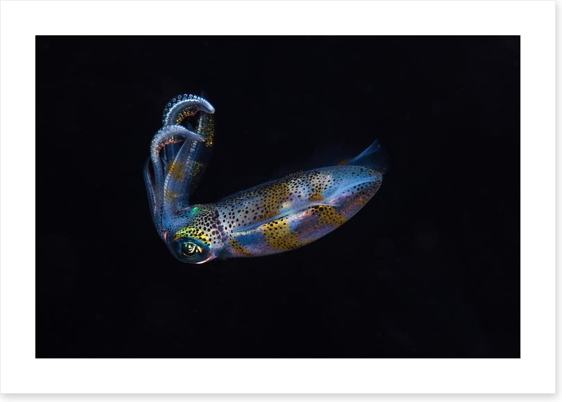 Fish / Aquatic