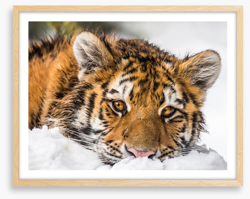 A snowy stare