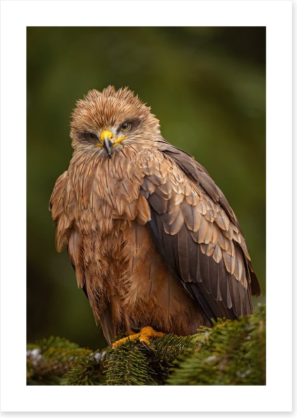 Birds