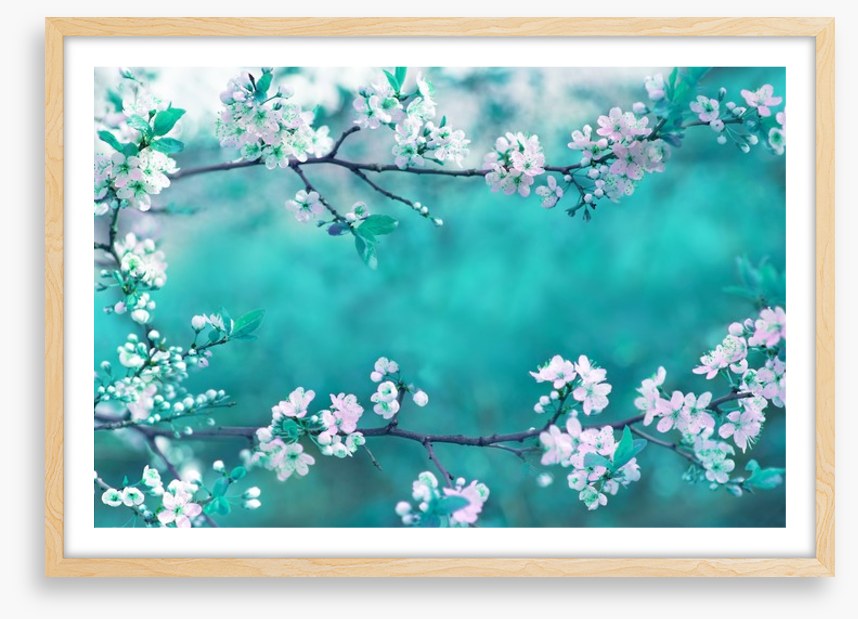 Sakura season