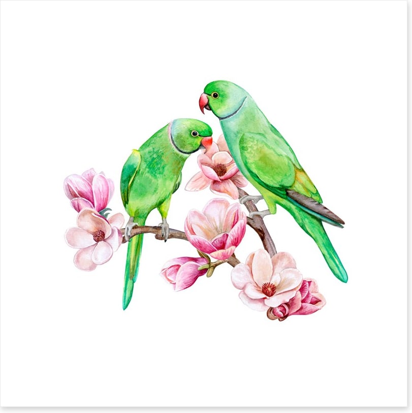 Parakeets in the magnolia