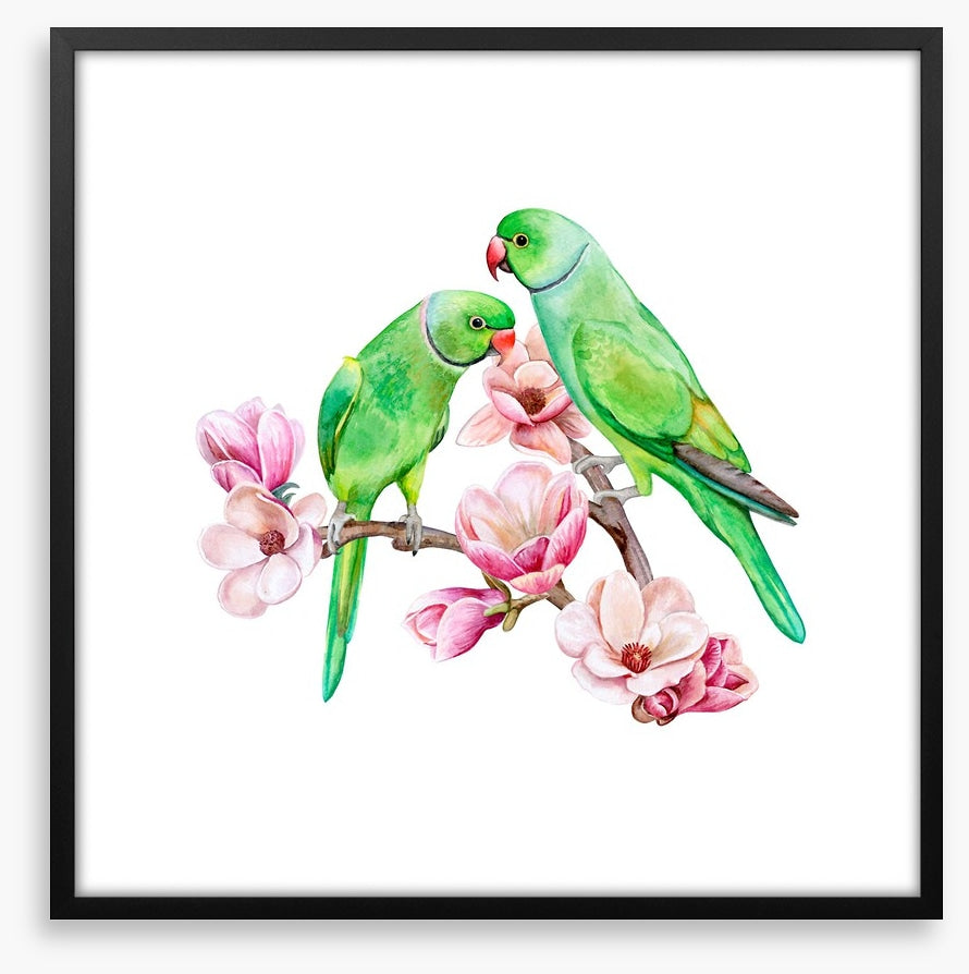 Parakeets in the magnolia