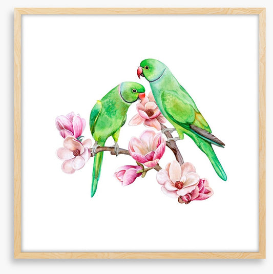 Parakeets in the magnolia
