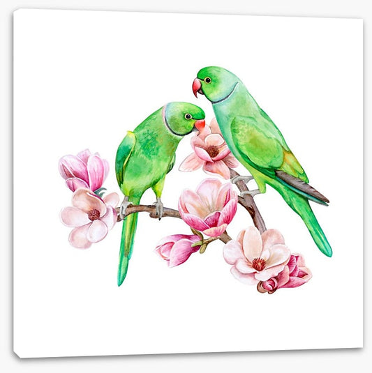 Parakeets in the magnolia