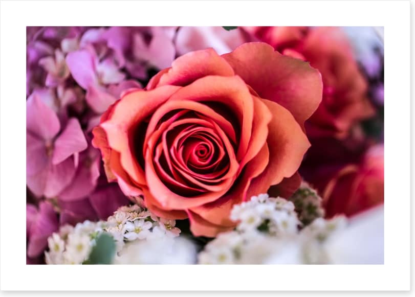 A rose among thorns
