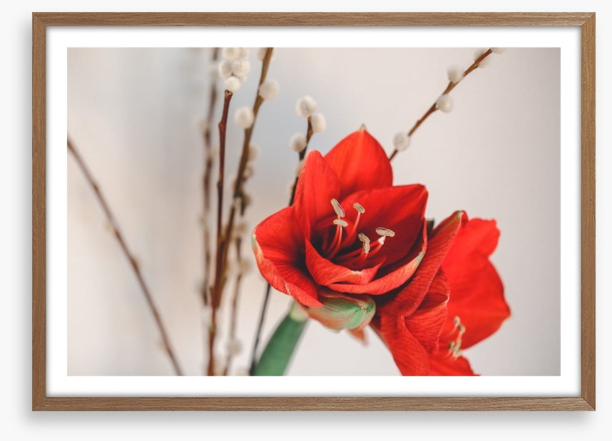 Red amaryllis