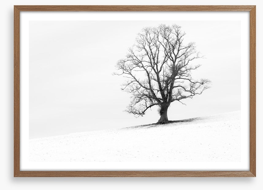 One tree hill