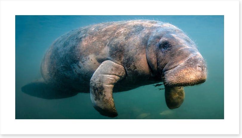 A manatee moment