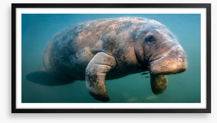 A manatee moment
