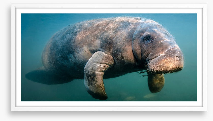 A manatee moment