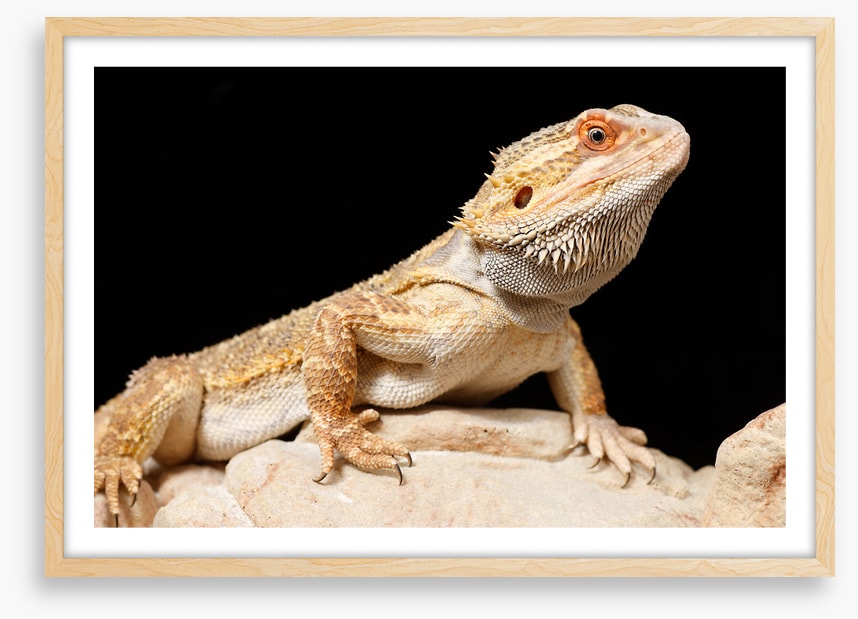 Bearded dragon